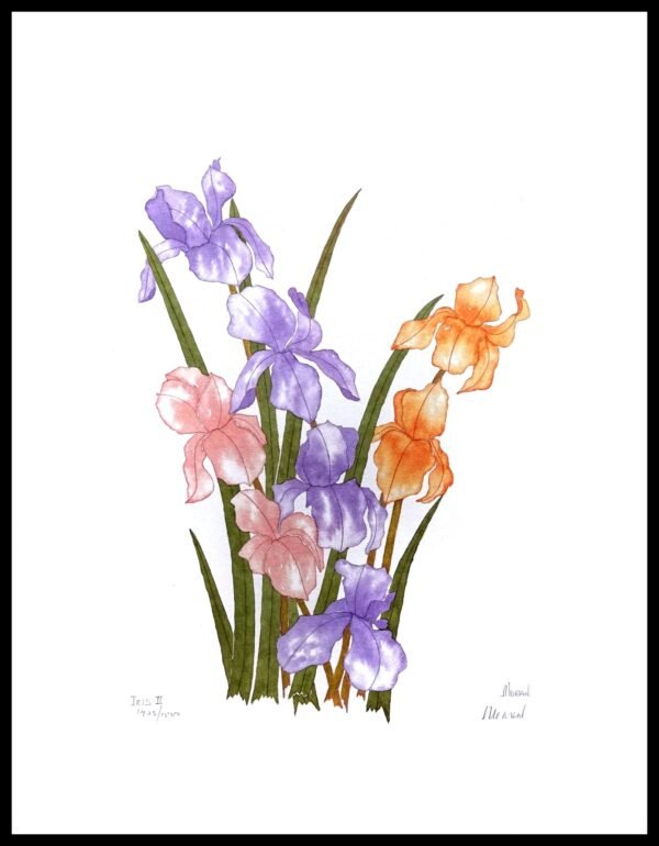 AIM 648 Iris II (S/N LIMITED EDITION)